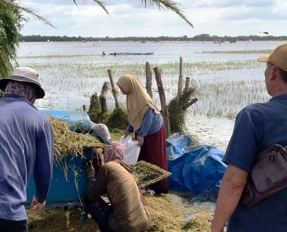 Mahasiswa-KKN-Unila-Bersama-Camat-Bandar-Surabaya-Menyelidiki-Dampak-Banjir-Terhadap-Pertanian-di-Desa-Subang-Jaya