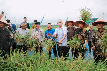 Gubernur-Lampung-Dampingi-Menteri-Desa-dan-JAM-Intel-Panen-Raya-Petani-Mitra-Adhyaksa-di-Lampung-Tengah