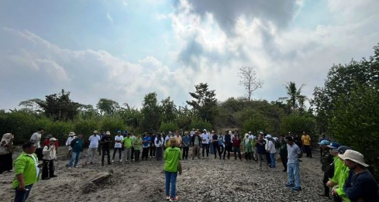 Penanaman 4.000 bibit mangrove di Lampung Selatan