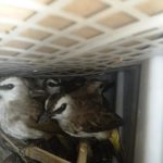 2.775 burung ditemukan dalam bagasi bus Bakauheni