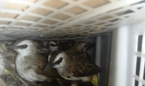 2.775 burung ditemukan dalam bagasi bus Bakauheni