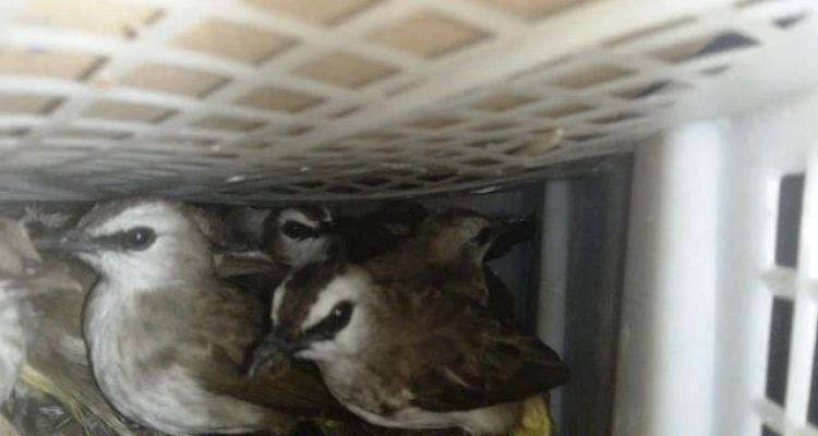 2.775 burung ditemukan dalam bagasi bus Bakauheni