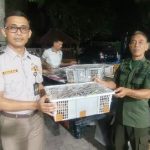 Petugas mengamankan ribuan burung di Bakauheni
