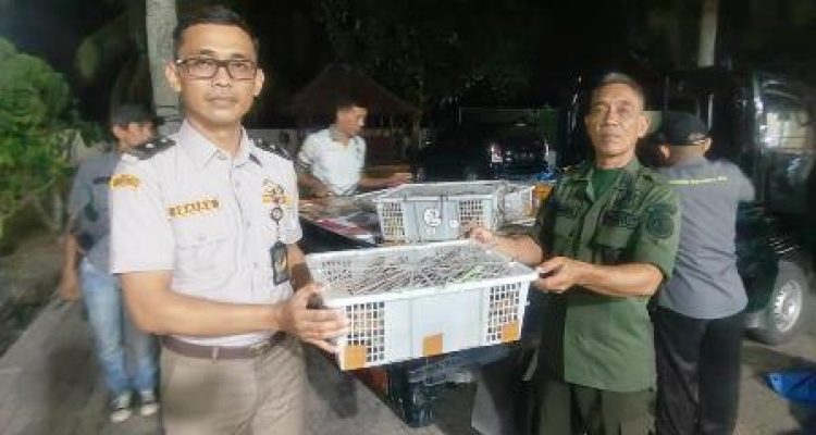 Petugas mengamankan ribuan burung di Bakauheni