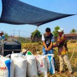 BULOG Lampung mencatat pengadaan 241.319 ton setara beras hingga 8 Oktober 2026.