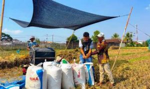 BULOG Lampung mencatat pengadaan 241.319 ton setara beras hingga 8 Oktober 2026.