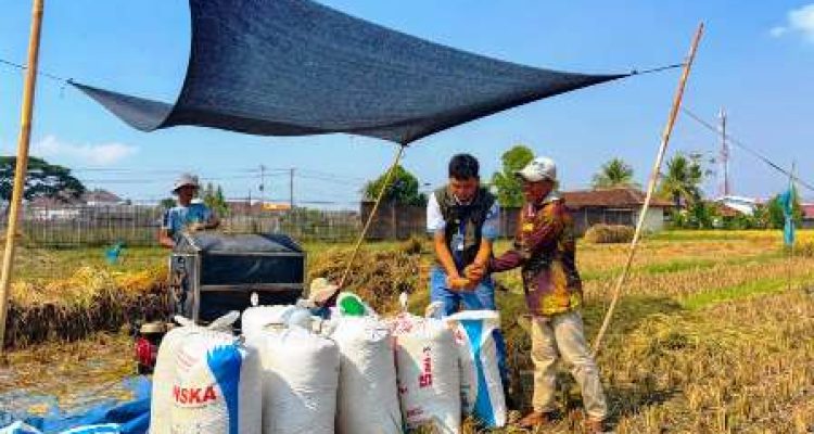 BULOG Lampung mencatat pengadaan 241.319 ton setara beras hingga 8 Oktober 2026.