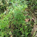 Tanaman diduga ganja setinggi satu meter di ladang warga Desa Tarahan, Lampung Selatan