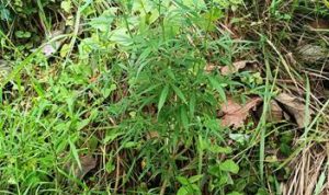 Tanaman diduga ganja setinggi satu meter di ladang warga Desa Tarahan, Lampung Selatan