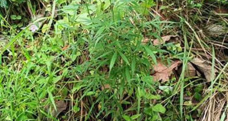 Tanaman diduga ganja setinggi satu meter di ladang warga Desa Tarahan, Lampung Selatan